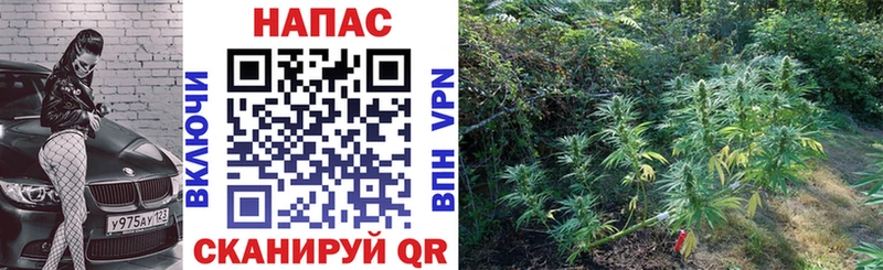 Бошки марихуана Bruce Banner Белорецк